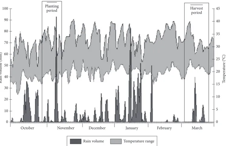 Figure 1 shows the rain volume and temperatures in the  region  of  Palmital,  São  Paulo,  during  the  whole  period  of  soybean ripening