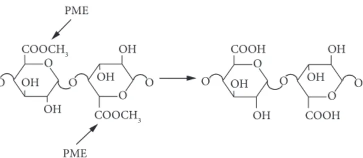 Figure 1. Site in which the PME acts in the pectic substances. Source: 