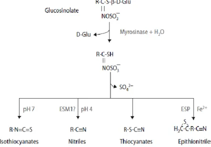 Figura 2 - Hidrólise dos glucosinolatos. Fonte: Hayes et al, 2008 