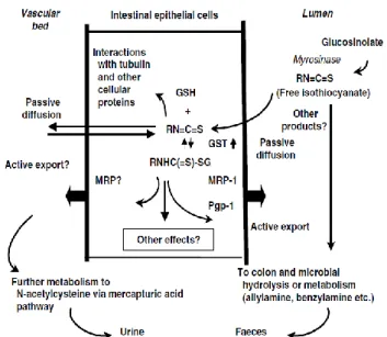 Figura  3  -  Libertação  de  glucosinolatos  no  lúmen  do  intestino,  absorção e metabolismo dos isotiocianatos e alguns locais possíveis  de ação e vias de excreção