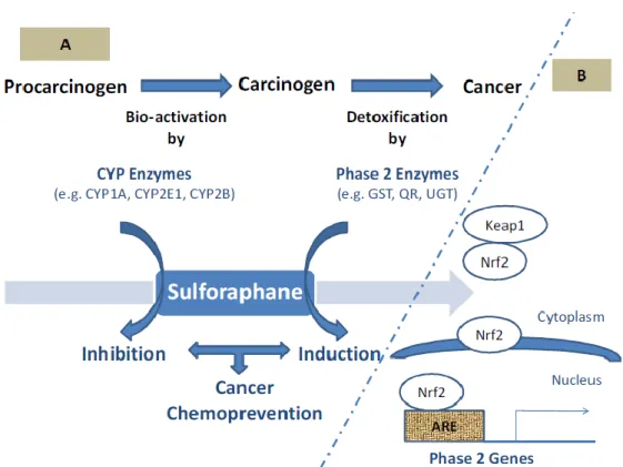 Figura  4  -  Quimioprevenção  do  cancro  pelo  sulforafano  através  da  modulação  de  enzimas  metabolizadoras