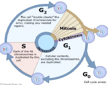 Figura  8  -  Esquema  representativo  do  ciclo  celular  de  eucariontes  (reirado  de  http://www2.le.ac.uk/departments/genetics   /cellcycle-mitosis-meiosis) 
