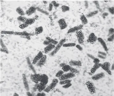 Figure 5. Photomicrographs of cassava tissue cells after maceration  process with enzymatic extract of W