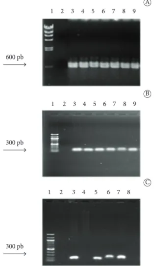 Figure 4. Molecular identification of genes involved in the adhesion of  Staphylococcus spp