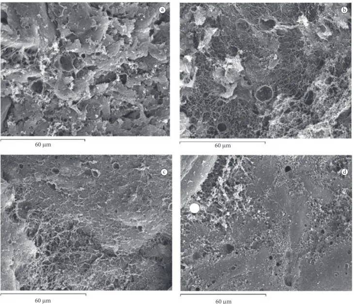 Figure 1. Scanning electron microscopy micrographs (×1000 magnification) of restructured fish models after 1 day of setting at 5 °C