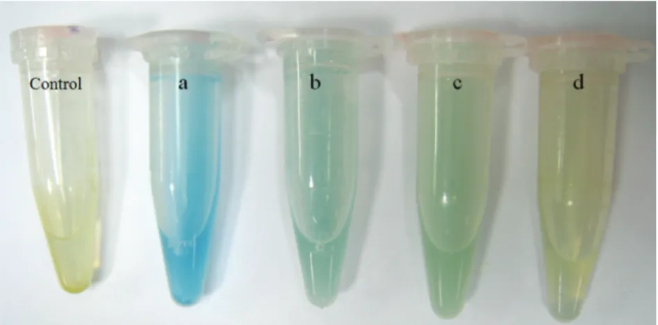 Figure 2. The representative picture shows high (a), medium (b) and low (c) level of GAD production during rapid colorimetric assay using  bromocresol green as pH indicator for GAD activity