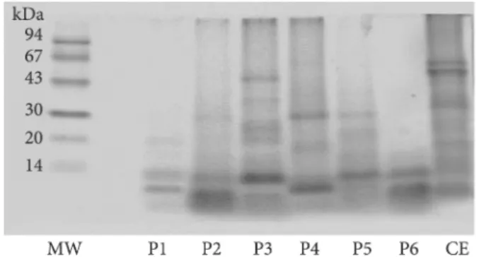 Figure 1. Tricine SDS-PAGE Electrophoresis. (MW) Molecular Weight  Markers; (F1 to F6) purified fractions; (CE) Crude Extract.