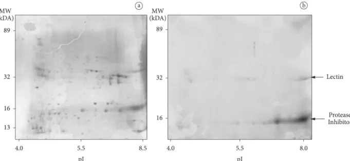 Figure 4. Tricine SDS-PAGE Electrophoresis of samples of fraction  4 digested with pepsin