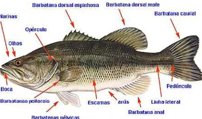 Figura 1 - Anatomia do peixe, fonte: portal cogerh