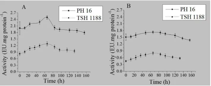 Figure 1. Protease enzyme activity in pulp and cocoa beans. (A) Pulp cultivars PH-16 and TSH-1188; (B) Seed growing PH-16 and TSH-1188.