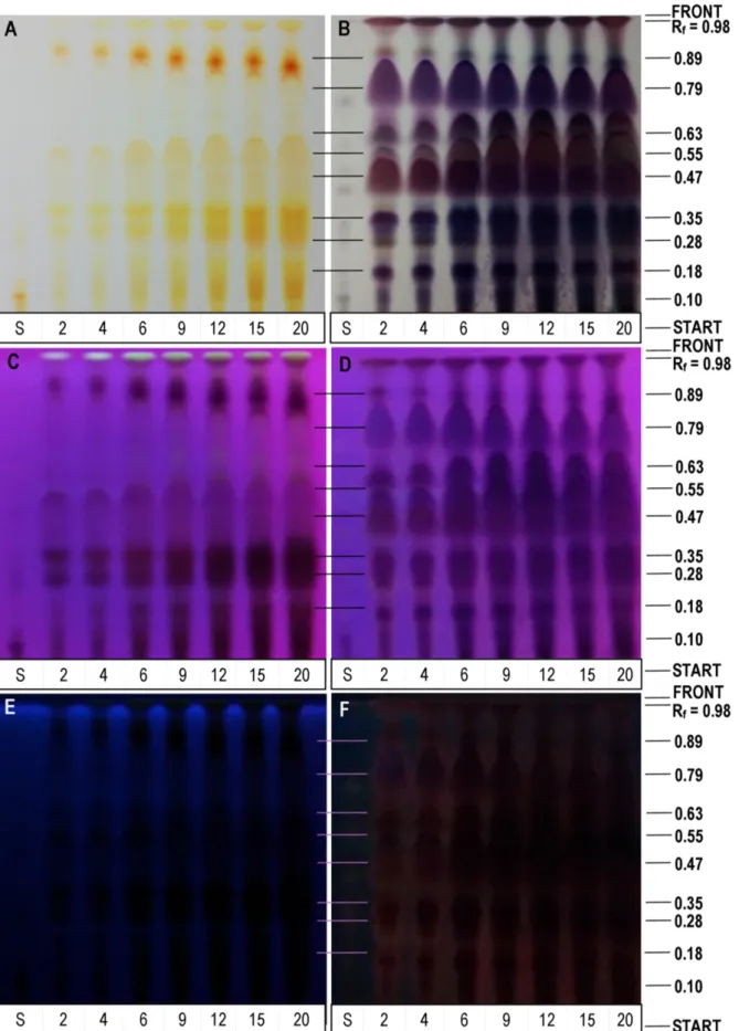 Figure 10. Image of the chromatographic plates obtained from the elutions of the extracts from the kinetic points of Figure 8 (Lower codes: 