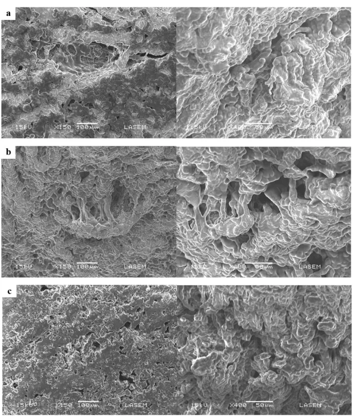 Figure 3. Microstructure of mozzarella cheese yarn made from goat milk at different drainage pH: 5.0 (a) 5.3 (b) and 5.6 (c).