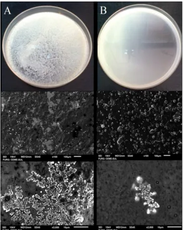 Figure 4. Wet precipitate image and scanning electron microscopy  (SEM) micrographs of the dry precipitate surface (A) DRBPC-1 and  (B) DRBPC-2 with magnification of 100 x and 2,000 x
