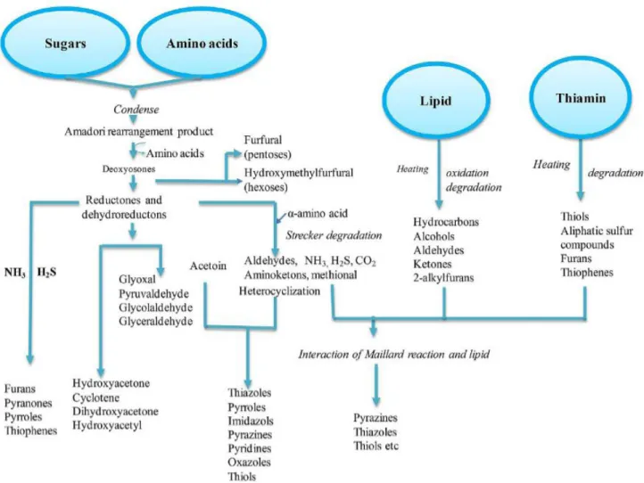 Figure 1. Schematic illustration of volatile compounds generated by Maillard reaction between sugars and amino acids; heat degradation of  lipid and thiamine (Dashdorj et al., 2015).
