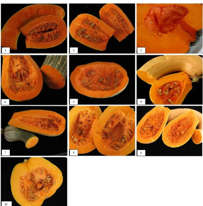 Figure 2. Pulp of the mature fruits of Cucurbita moschata accessions evaluated for bioactive compounds and minerals