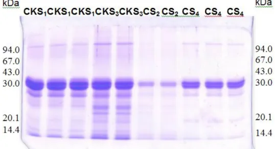 Fig. 3.1 - Electrophoretic patterns of potassium caseinates – CKS 1 , CKS 3  and caseins – CS 2 , CS 4