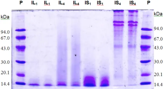 Fig. 3.3 - Electrophoretic patterns of isinglasses – IL 1 , IL 4 , IS 1  and IS 4 . MW standard – P, are given  on the left and right side