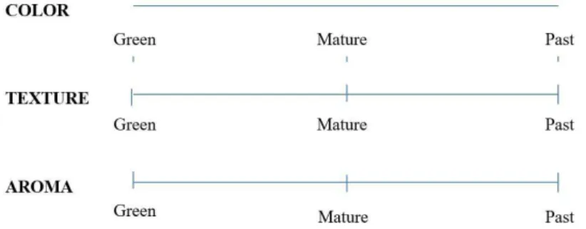 Figure 1. Sensory evaluation form used in the training and evaluation of the mango samples.