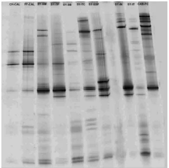 Figure 3. PCR-DGGE fragments of lactic bacteria found in berries of  different cultivars and vineyards