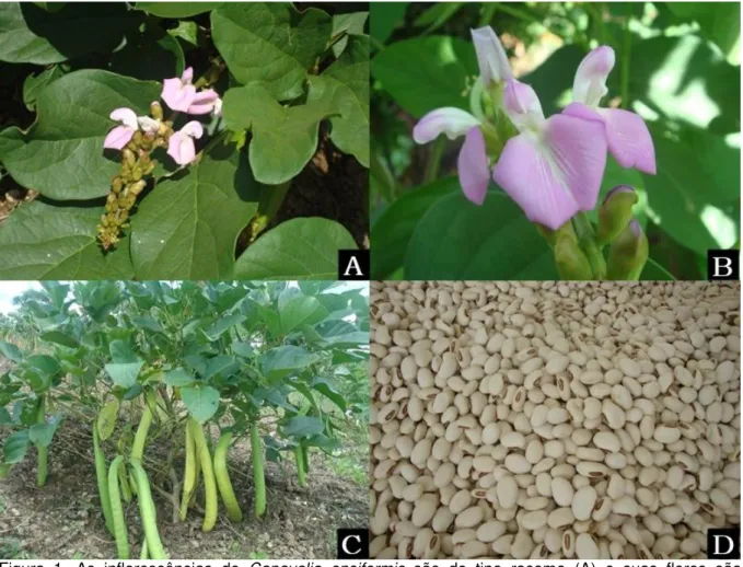 Figura  1.  As  inflorescências  de  Canavalia  ensiformis  são  do  tipo  racemo  (A)  e  suas  flores  são  grandes  de  cor  violácea  (B)