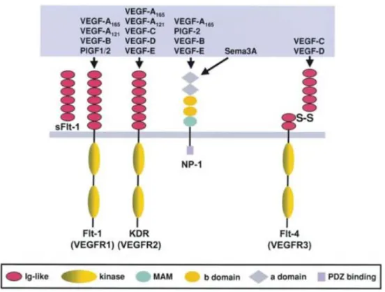 FIGURA 3 - Família VEGF e seus receptores