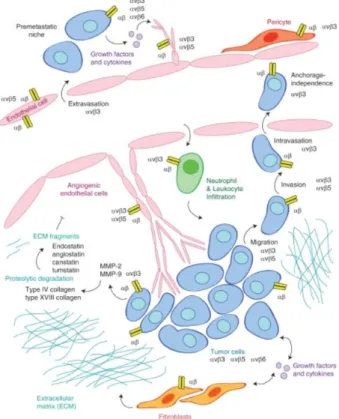 FIGURA 7 -  α v β 3  promove vias distintas de angiogênese tumoral