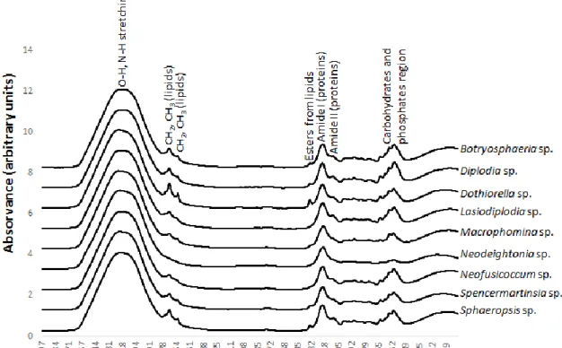 Figure 3.1: MIR spectra representative of each genus studied obtained from mycelium grown  on PDA agar in the spectral region between 4000 and 500 cm -1 