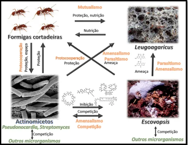 Figura  1-3  -  Algumas  das  relações  ecológicas  observadas  no  jardim  de  fungos  de  formigas cortadeiras 