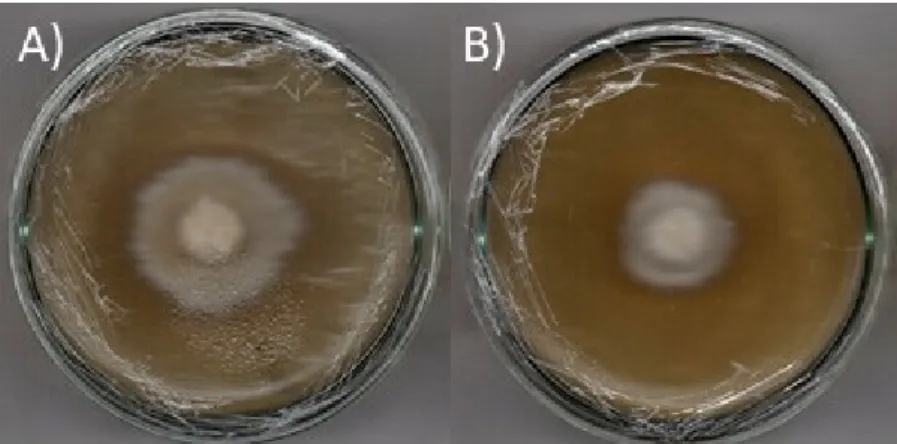 Figura 4-10 - Ensaio de inibição do crescimento radial micelial de L. gongylophorus  frente a antraquinona emodina: a) controle; b) meio contendo a substância emodina