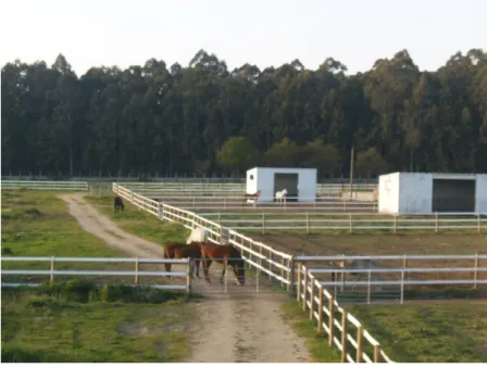 Fig. 2: Parques das éguas nas instalações do CRAV. 