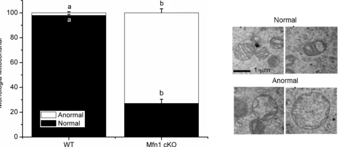 Figura 5: Análise quantitativa da distribuição de mitocôndrias com morfologia considerada normal ou  anormal entre os grupos experimentais