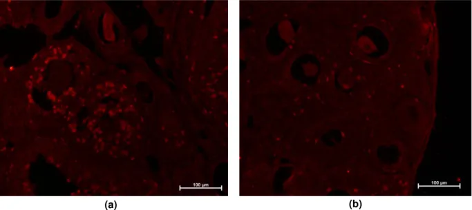 Figura 6: Imagens microscópio epifluorescência de cortes congelados de ovários contendo oócitos  WT (a) e oócitos Mfn1 cKO (b) tratados com anticorpo anti BrdU