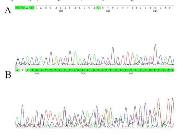 Tabela 7: Posição dos picos duplos em sequência do gene pol. Bases nucleotídicas, posição de ocorrência de  pico  duplo  e  bases  nucleotídicas  presentes  nas  demais  sequências  analisadas  para  o  gene  pol  de  amostras  do  gênero Trypoxylon