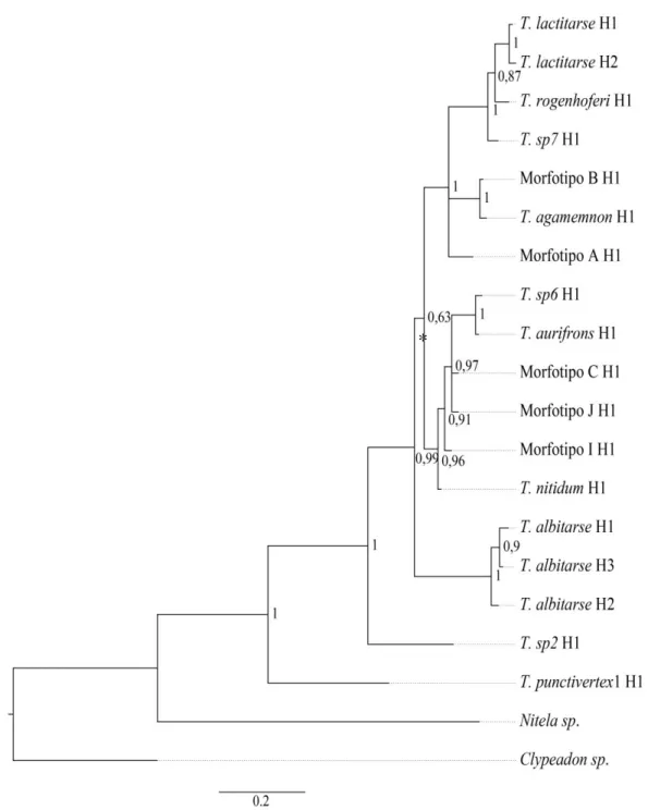Figura 11: Árvore filogenética da região  pol de espécimes do gênero  Trypoxylon  produzida pela metodologia  de IB
