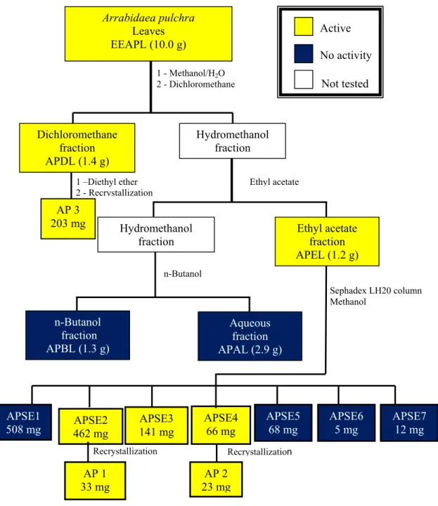 Figure 5. Bioguided fractionation of the ethanol extract from Arrabidaea pulchra leaves