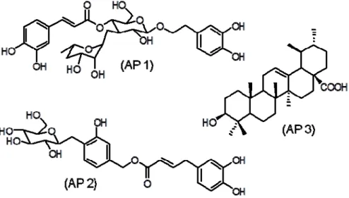 Figure 1. Chemical structures of verbascoside (AP 1), caffeoylcalleryanin (AP 2) and  ursolic acid (AP 3)