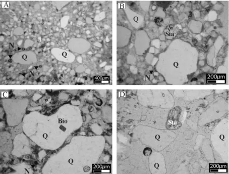 Fig. 10. Optical photomicrographs in plane-polarized light of Areado Group sandstone (A and B) and spongillite deposits (C and D, JAT1–1 facies)
