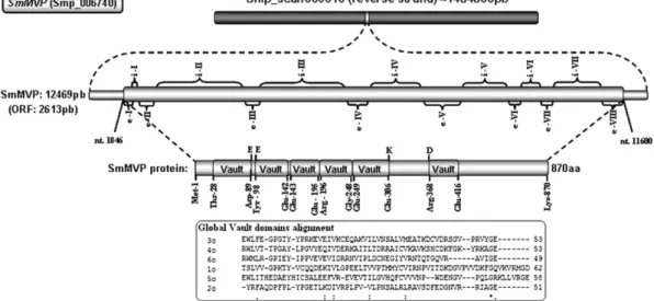 Fig. 1. Schematic representation of genomic and proteomic topologies in SmMVP. Exons, introns and the ﬁrst and last amino acids of each conserved domain are shown, with emphasis on the global alignment of the six domains conserved in the vault structure.