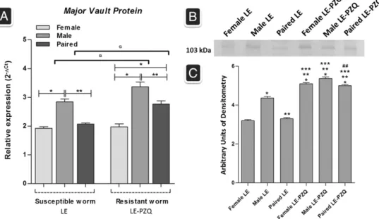 Fig. 5. MVP expression in susceptible adult worm (LE) and resistant adult worm (LP). A) The Smmvp mRNA expression levels were measured based on three replicates, for each of the following stages: susceptible (female, male and paired) and resistant (female,