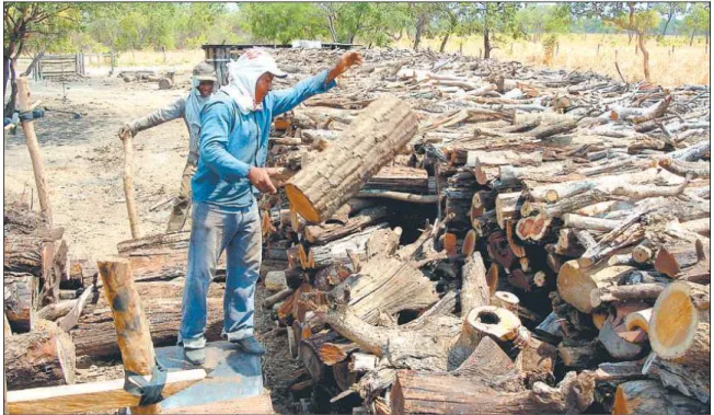Figura  2.3  –  Trabalhadores  empilham  madeira  de  espécies  do  cerrado  a  serem  utilizadas na fabricação de carvão vegetal