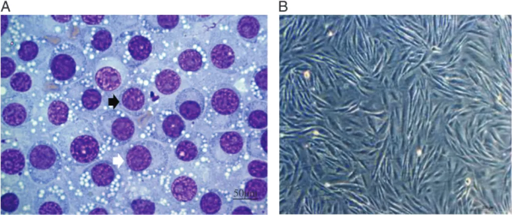 Figure 1. Isolation of TVT cells. (A) Cytology in TVT (×40 obj). Black arrow: lymphocytic standard (round cells, little cytoplasm and high nucleus:cytoplasm ratio)