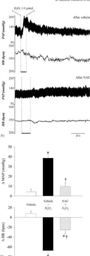 Fig. 4. (A) Recordings of pulsatile arterial pressure (PAP) and HR in a rat of the group that received catalase (500 UAE/1 ␮L/rat) into the 4th V prior to H 2 O 2 (1.0 ␮mol/0.5␮L/rat) in the same place; (B) changes in MAP (MAP) and HR (HR) produced by H 2 