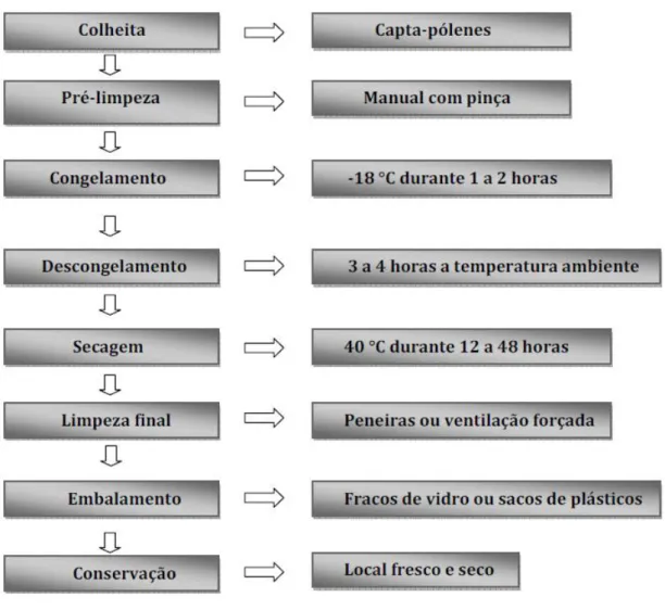 Figura  1  –  Esquema  representativo  das  principais  etapas  do  processamento  do  pólen  apícola