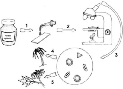 Figura  4  -  Esquema  representativo  do  procedimento  realizado  para  a  análise  polínica