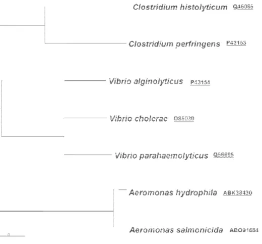 Figura 2 - Cladograma de sequências de colagenases microbianas, e respectivos números de acesso  ao NCBI, da família Peptidase M19