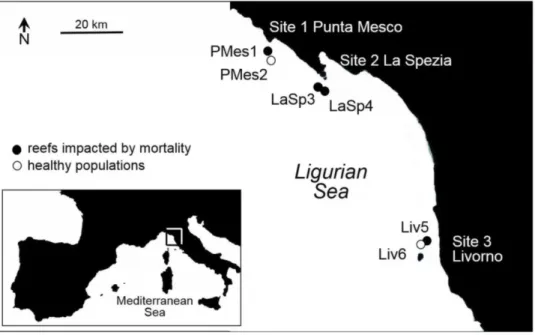 Fig. 2.1. Sampling sites in the Mediterranean. Reefs impacted by mass mortality events (in black) and  healthy reefs (in white)
