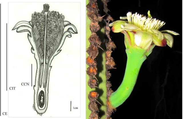 Figura 3. Flor de Cipocereus crassisepalus indicando algumas medidas morfométricas ( CE= ;  CIT= ; CCN= ; )