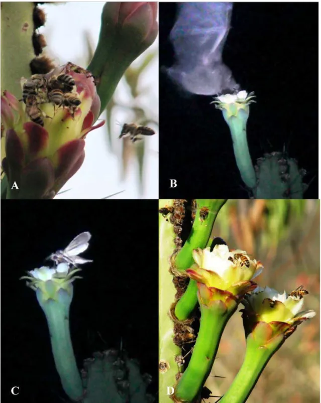 Figura 6. Visitantes florais de C. crassisepalus. Apis mellifera  na fase de pré-antese (A), morcego não  identificado (B), Esfingídeo não identificado (C) e A