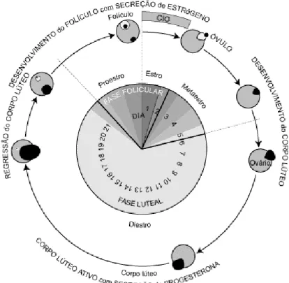 Figura 2 – Ciclo éstrico. Consultado em: http://babcock.wisc.edu/pt-br/node/157?q=node/157 