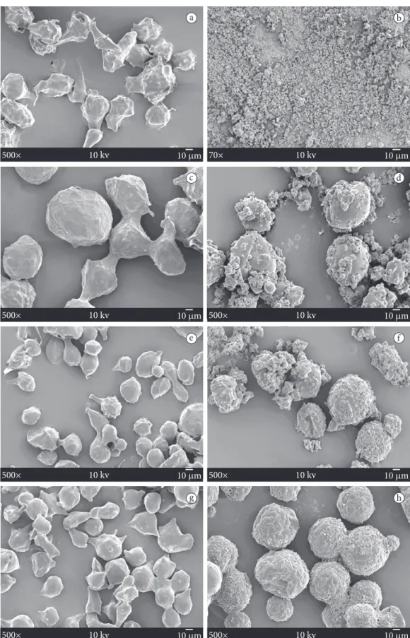 Figure  3.  Micrographies  of  dried  microparticles  containing  paprika  oleoresin/soybean  oil,  scanning  electron  microscopy:  a)  and  b) without crosslinking; c) and d) transglutaminase (10 U.g –1  ptn), e) and f) glutaraldehyde (0.1 mM.g –1  ptn) 
